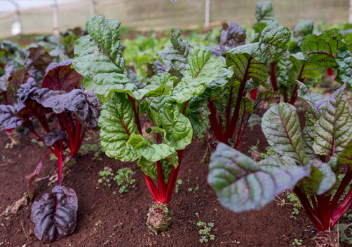 Beets, locally-sourced produced food. Copey’s valley, Costa Rica Beets, locally-sourced produced food. Copey's valley, Costa Rica