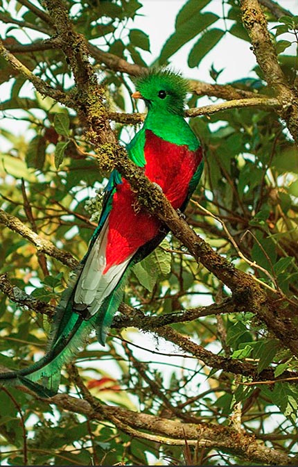 Quetzales tours, Costa Rica