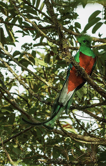 Quetzales tours, Costa Rica