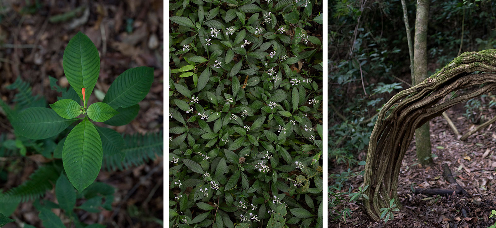 Biodiversity at Cedrela, Copey de Dota