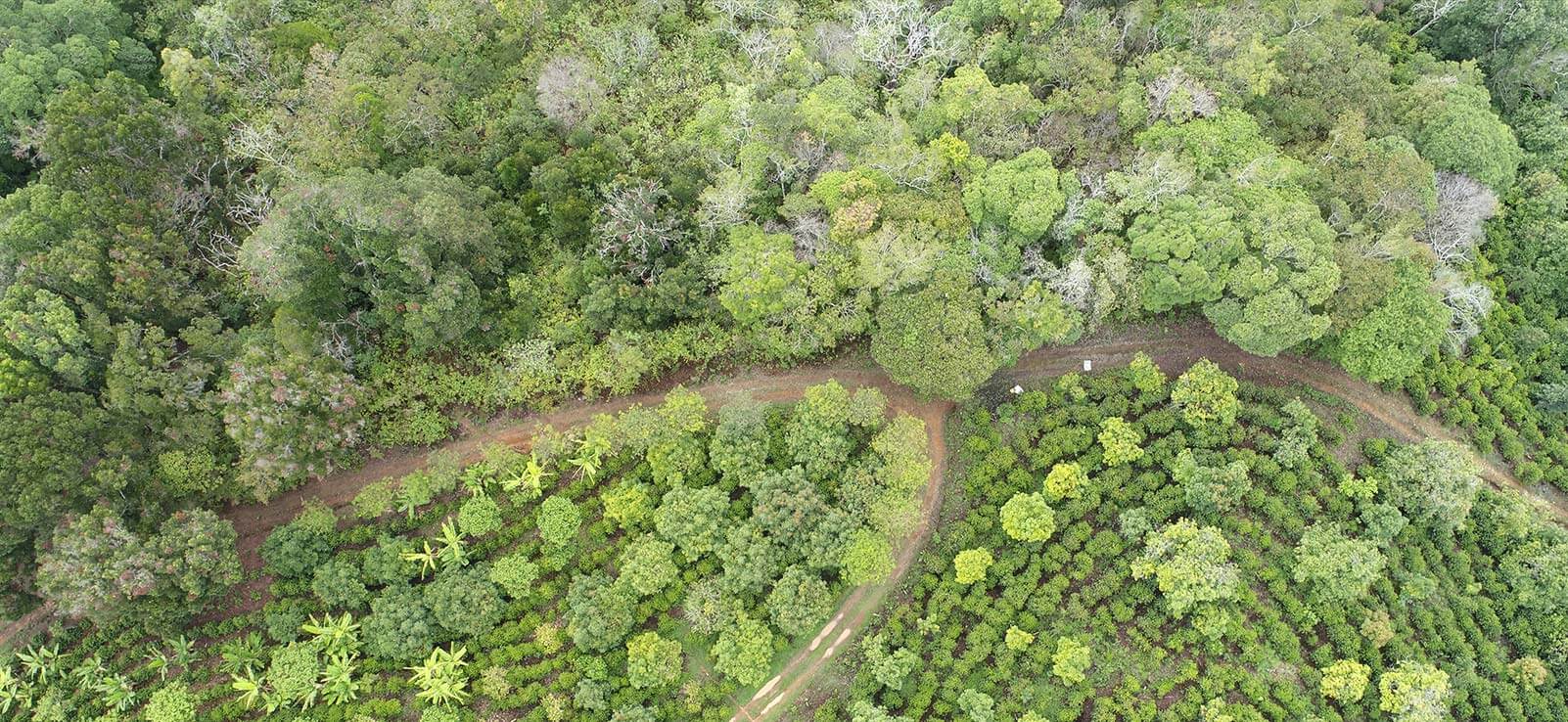 Plantation at Cedrela Eco-lodge